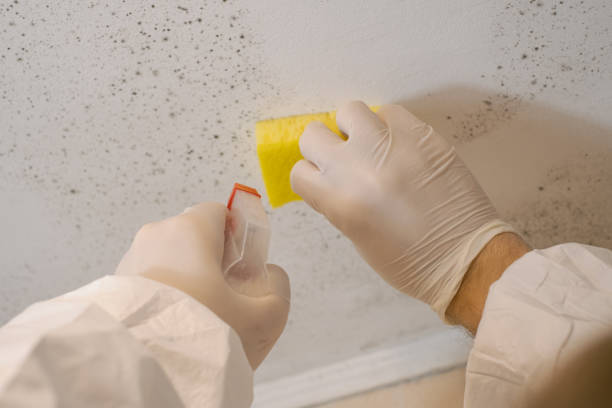 Mold Documentation for Insurance Claims in Wilkinson Heights, SC